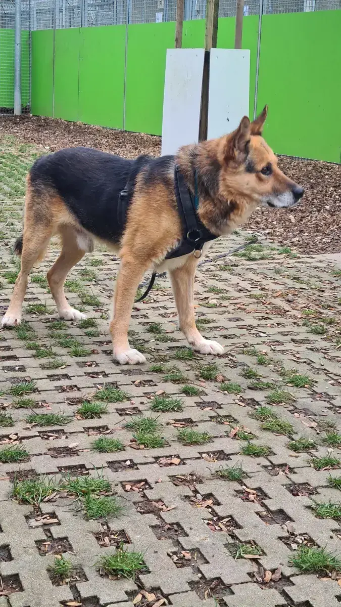 Leevi -  - Bild 14