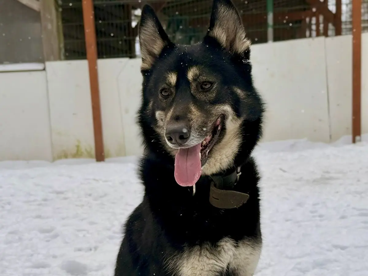 Fenris - Deutscher Schäferhund - Bild 1