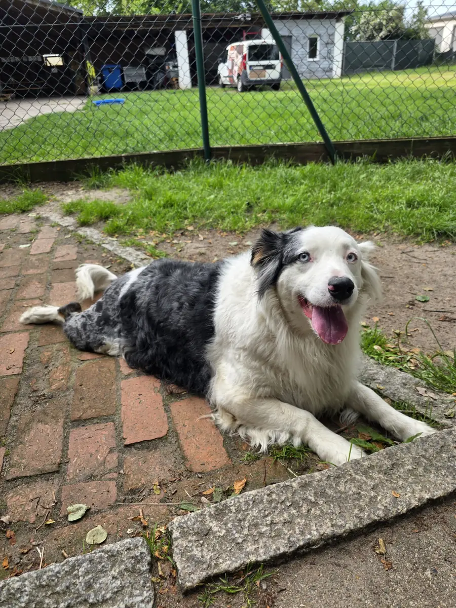 Curly - Australian Shepherd - Bild 5