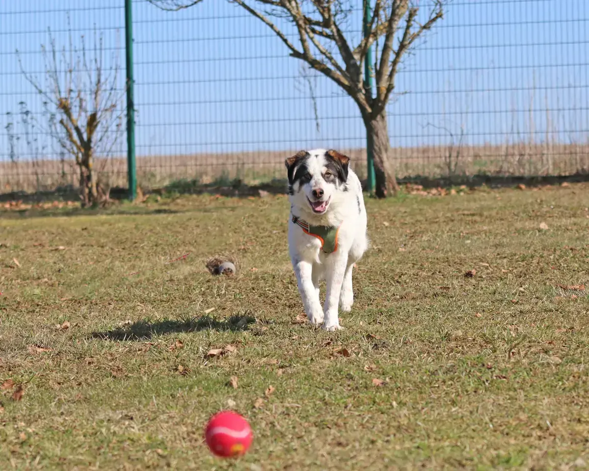 Merlin -  - Bild 7