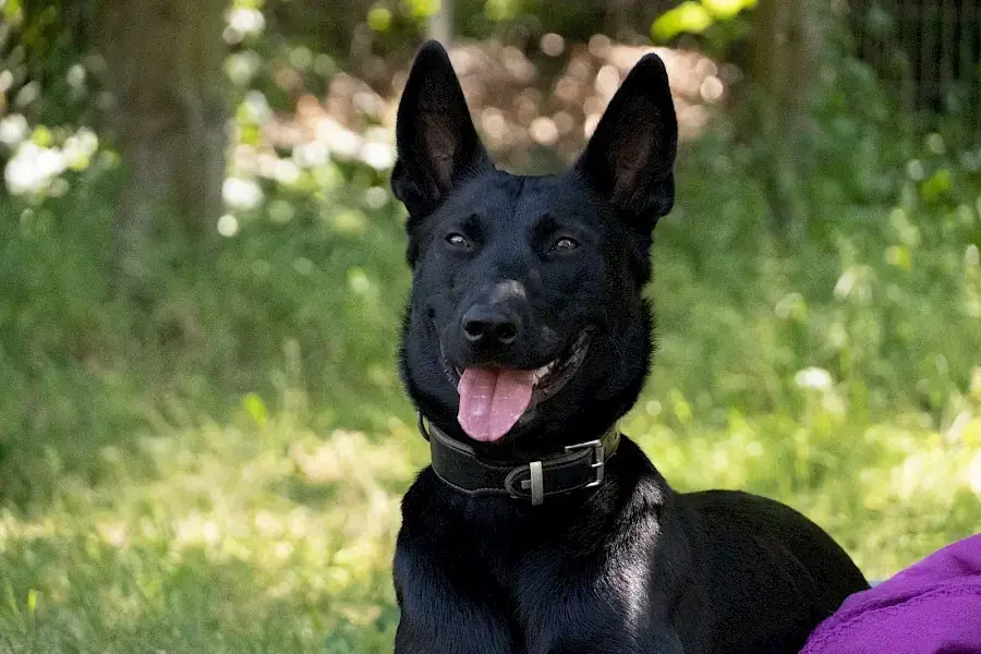 Greta - Deutscher Schäferhund - Bild 2