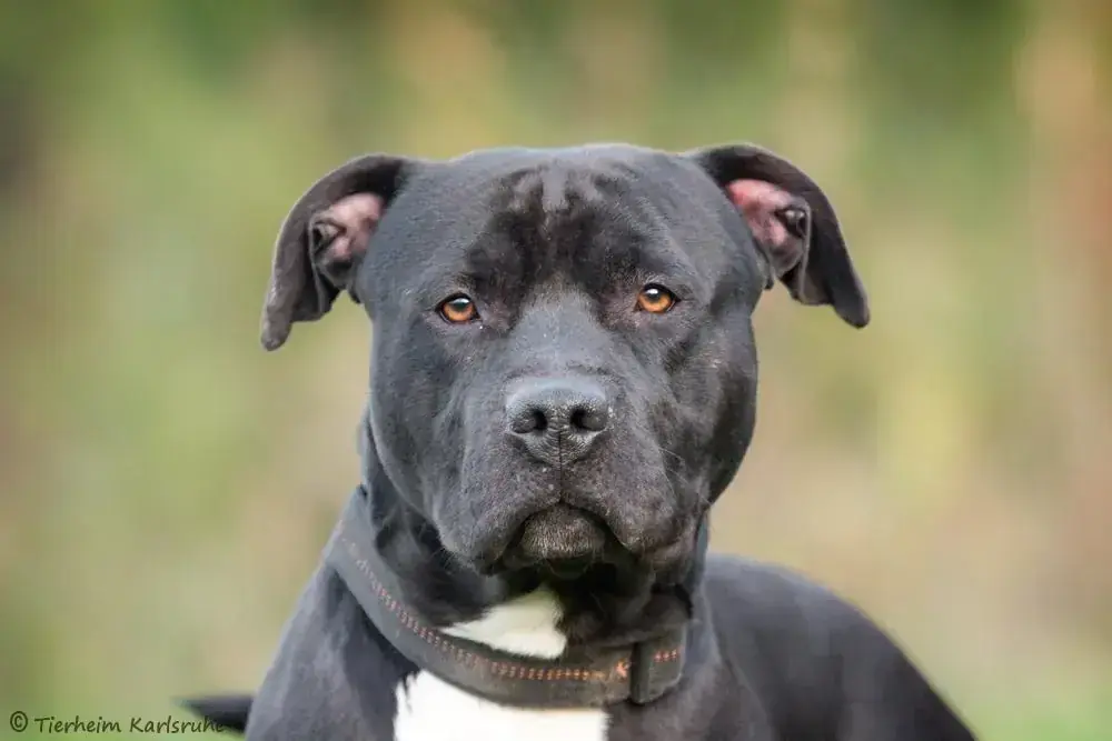 Jonny - American Staffordshire Terrier - Bild 1