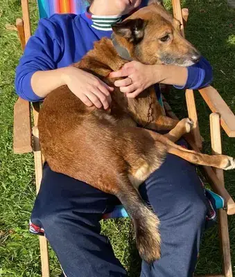Hund Lisl
