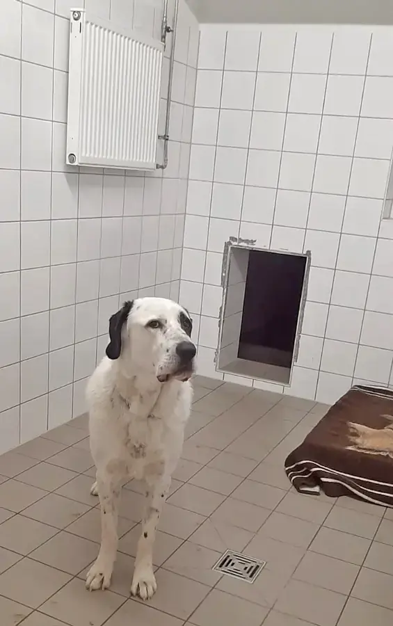 Balou - Zentralasiatischer Owtscharka - Bild 4