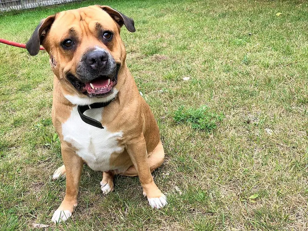 Buddy - Rottweiler, Bullmastiff - Bild 1
