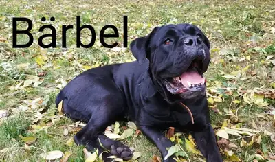Bärbel – Hund – Bild 3