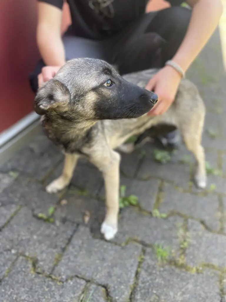 Maggie -  - Bild 3