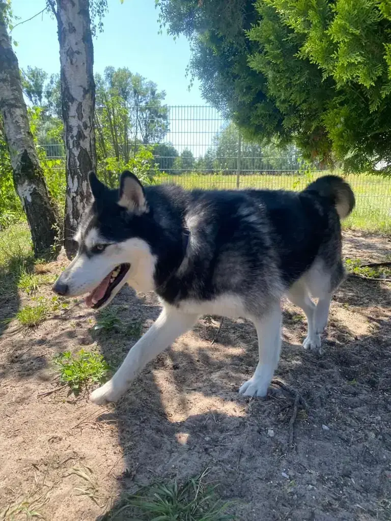 Chaos – Siberian Husky – Bild 2