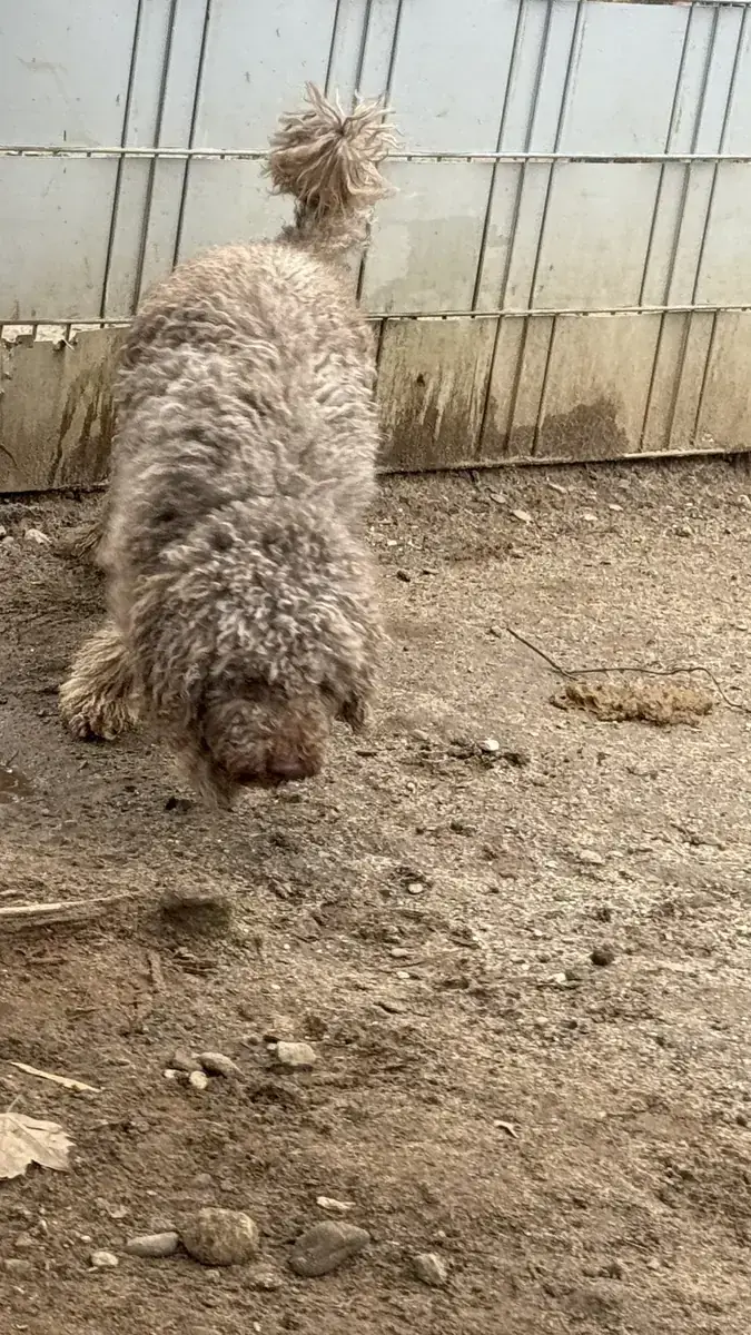 Julien – Lagotto Romagnolo – Bild 6