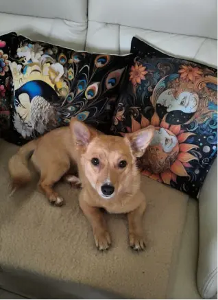 Foxi -  - Bild 2