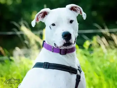 Bonny – Dogo Argentino – Bild 18