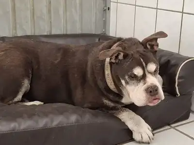 Mole – Hund – Bild 5