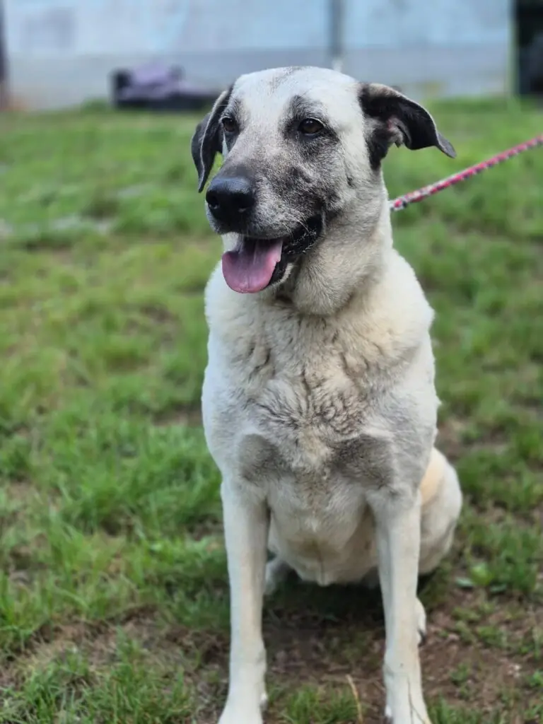 Grey - Kangal-Hirtenhund - Bild 3