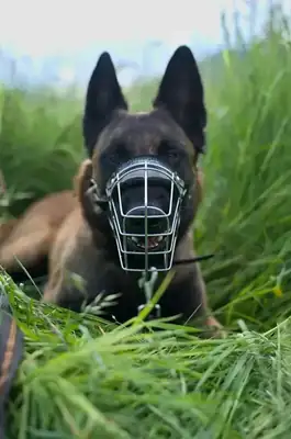 Sunny – Belgischer Schäferhund – Bild 14