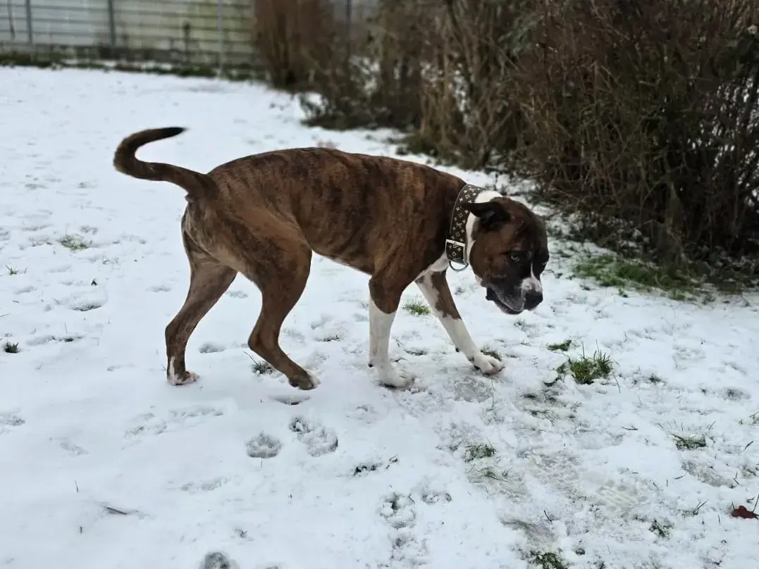 Pauli - American Staffordshire Terrier - Bild 1
