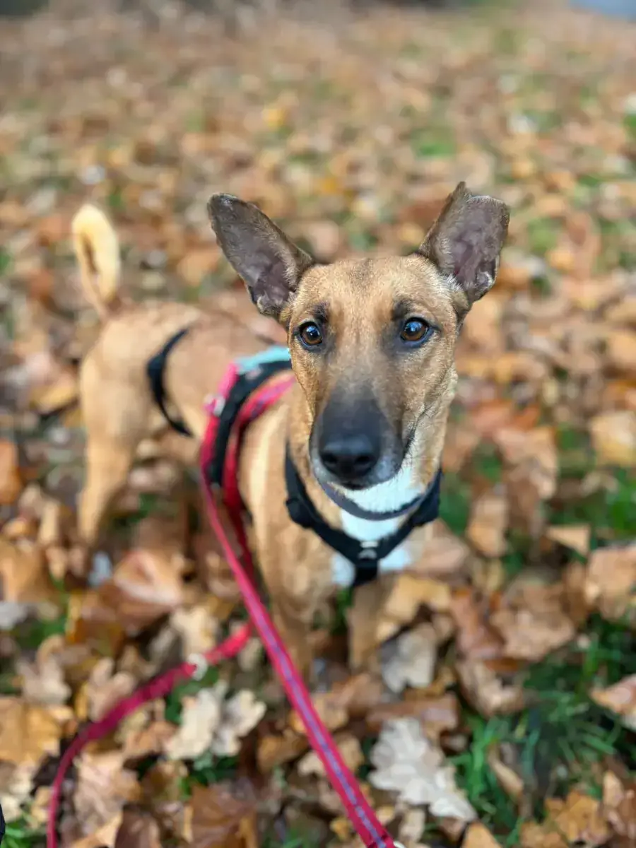 Layla -  - Bild 4