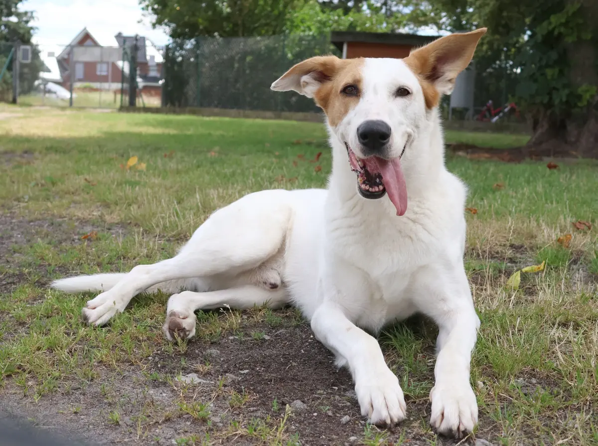 Duke - Podenco Canario - Bild 2
