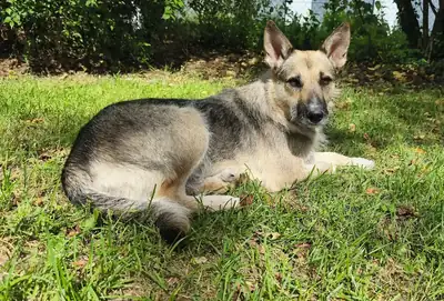 Lucy – Hund – Bild 5
