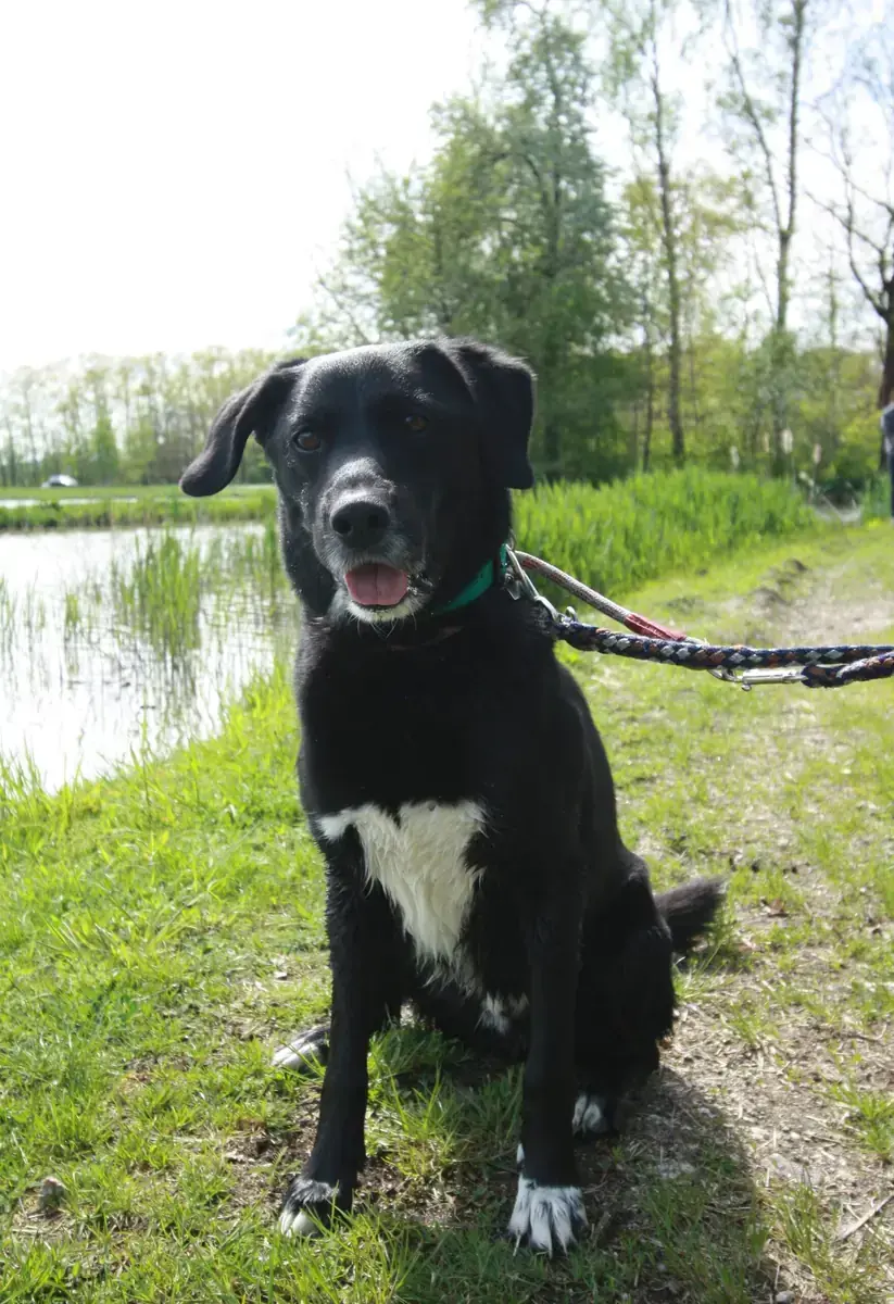 Bucky - Labrador Retriever - Bild 2