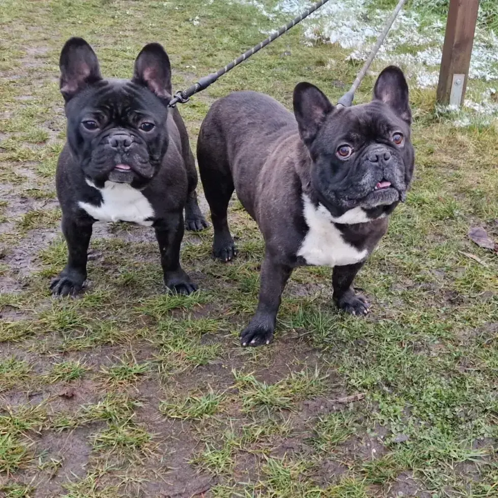 Französische Bulldogge Kuma und Thor