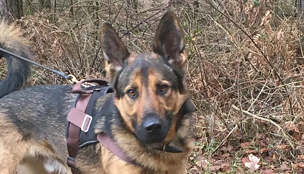 Deutscher Schäferhund Prinz