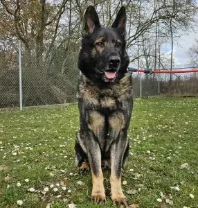 Furado - Deutscher Schäferhund - Bild 2