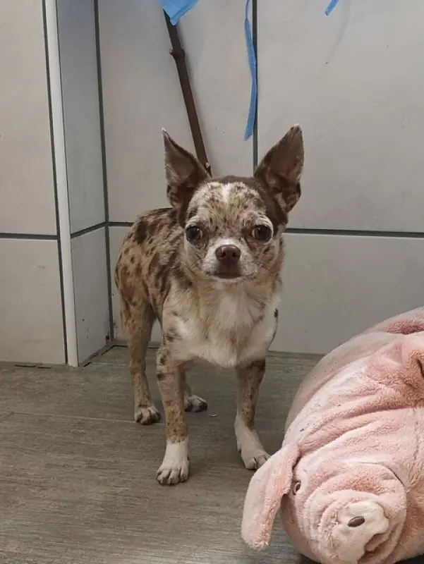 Hugo - Chihuahua - Bild 11