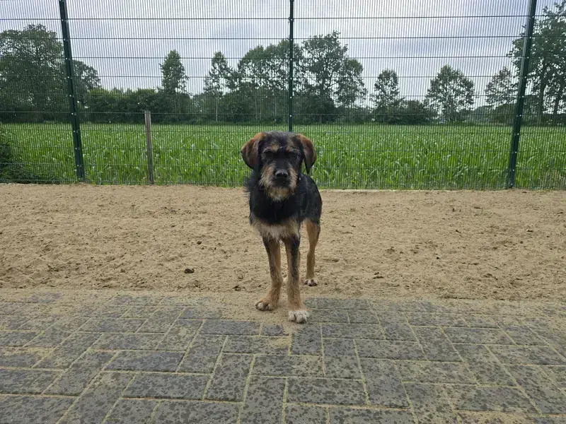 Cooper -  - Bild 3