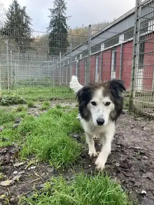 Haribo – Deutscher Schäferhund, Border Collie – Bild 2