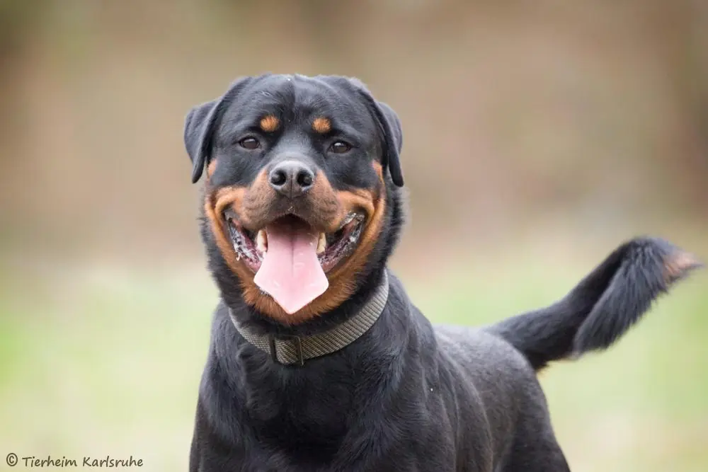 Rottweiler-Mix Chico
