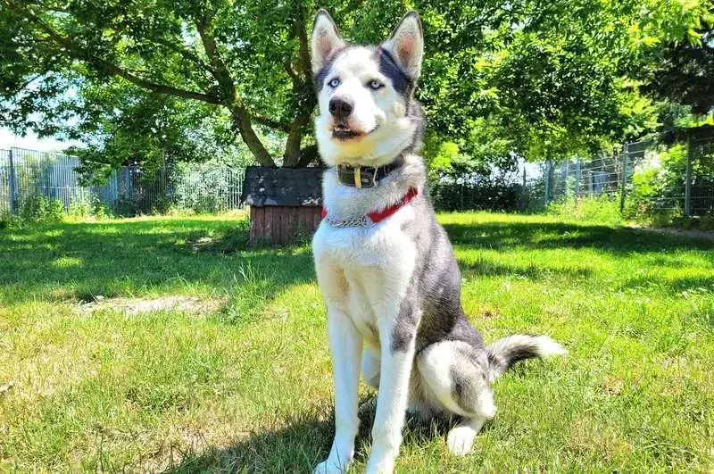 Luca - Siberian Husky, Alaskan Malamute - Bild 1