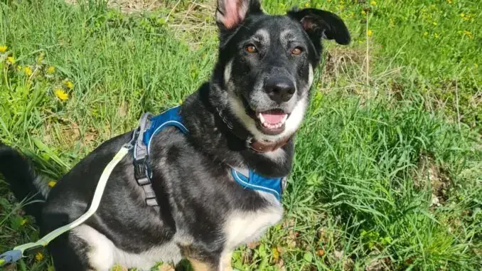 Bailey - Deutscher Schäferhund - Bild 1