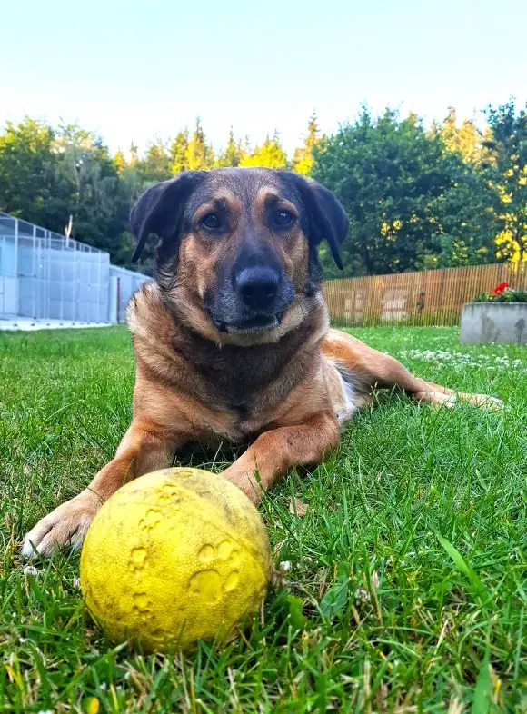 Lotta - Deutscher Schäferhund - Bild 2