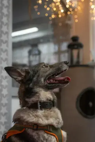 Nala -  - Bild 9