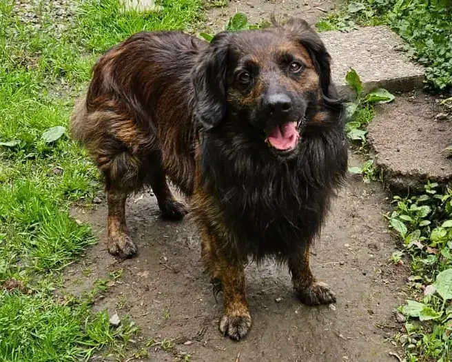 Mix Odin