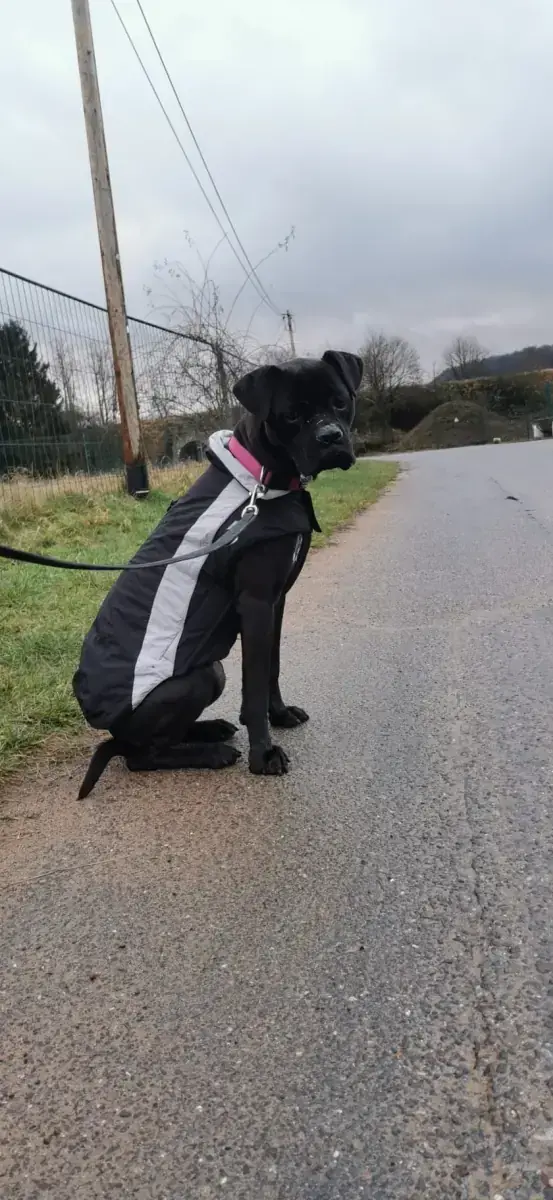 Bonnie - Cane Corso Italiano - Bild 1