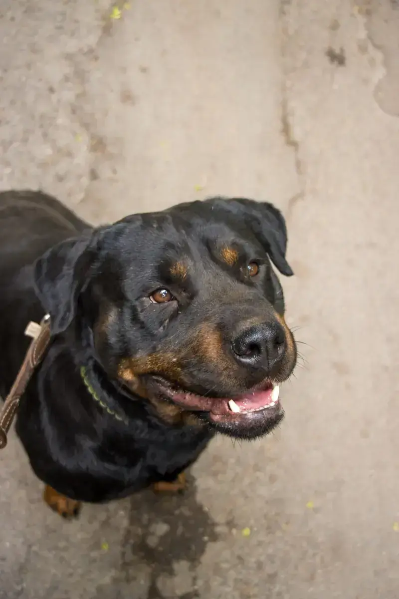 Ophelia - Rottweiler - Bild 4