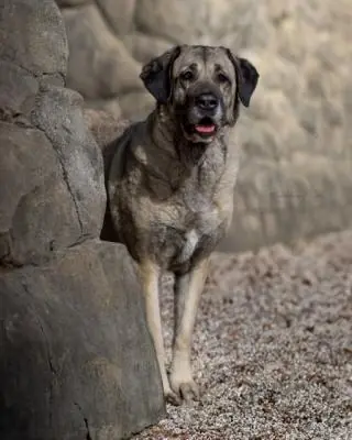 Naz - Kangal-Hirtenhund - Bild 8