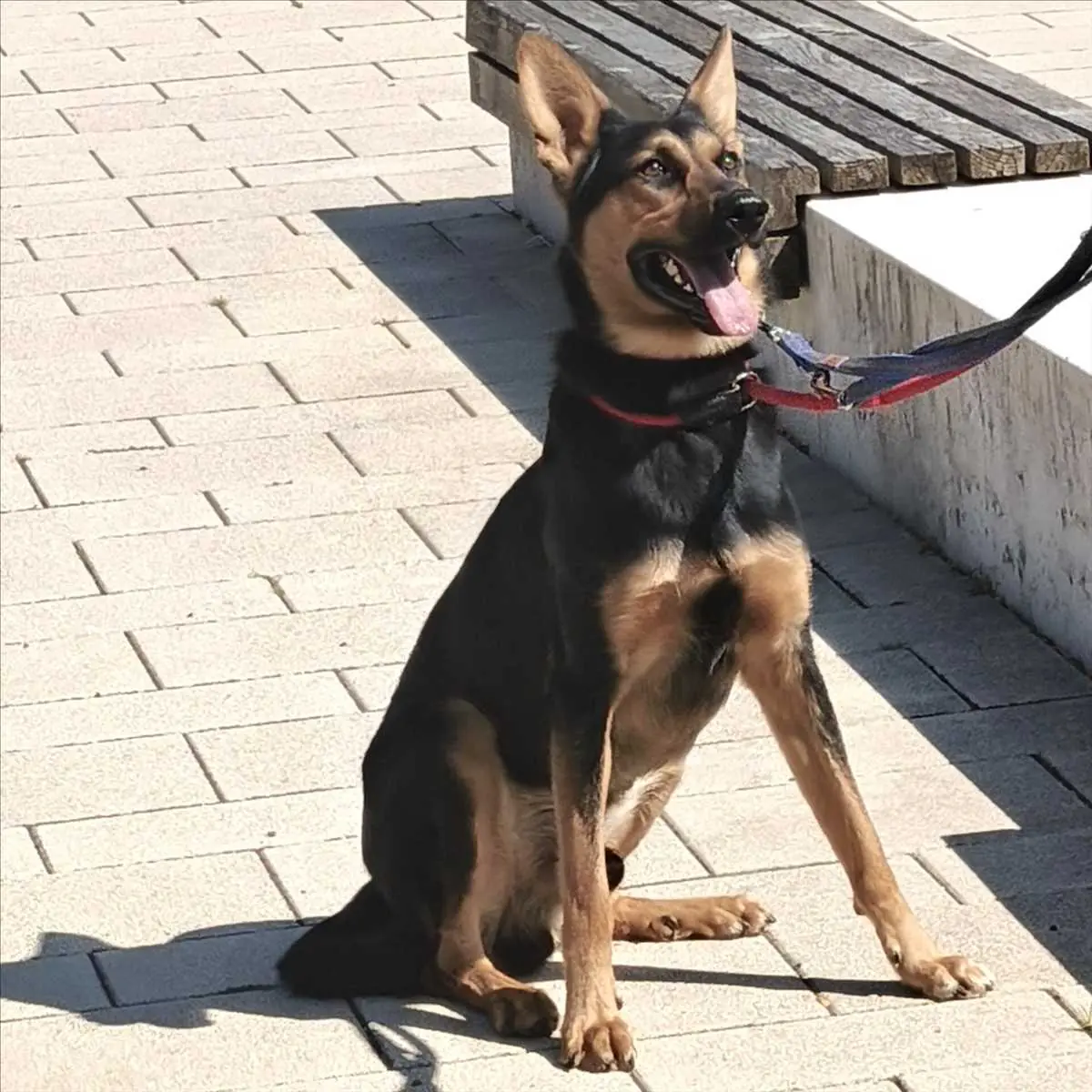 Louis - Deutscher Schäferhund - Bild 2