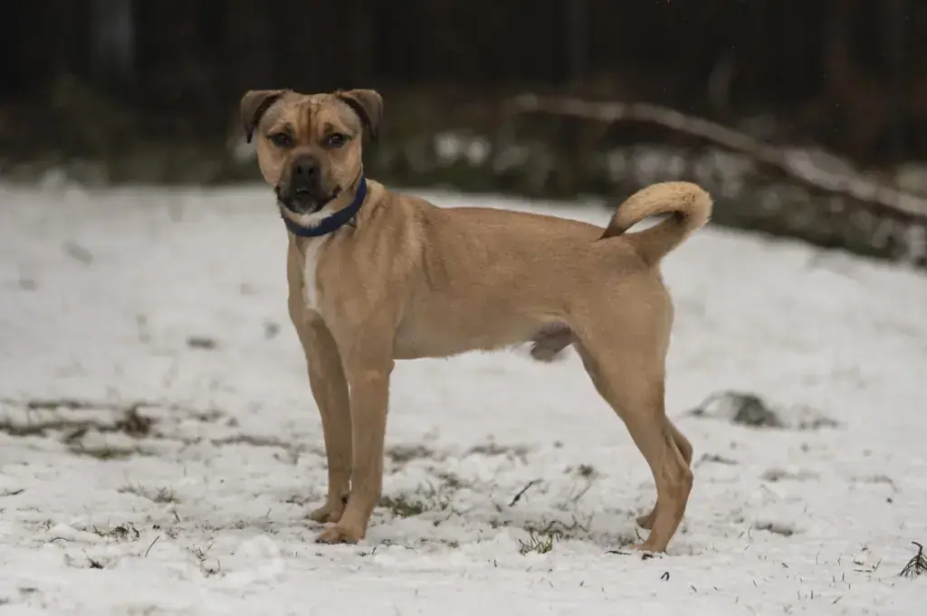 Charlie -  - Bild 1