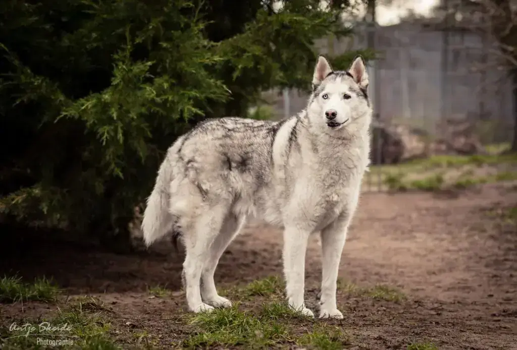 Siberian Husky Luke