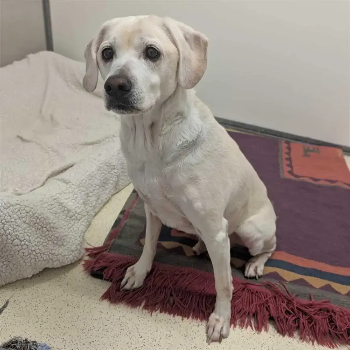 SAMMY - Beagle - Bild 2