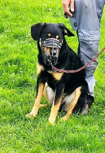 Buddy -  - Bild 16