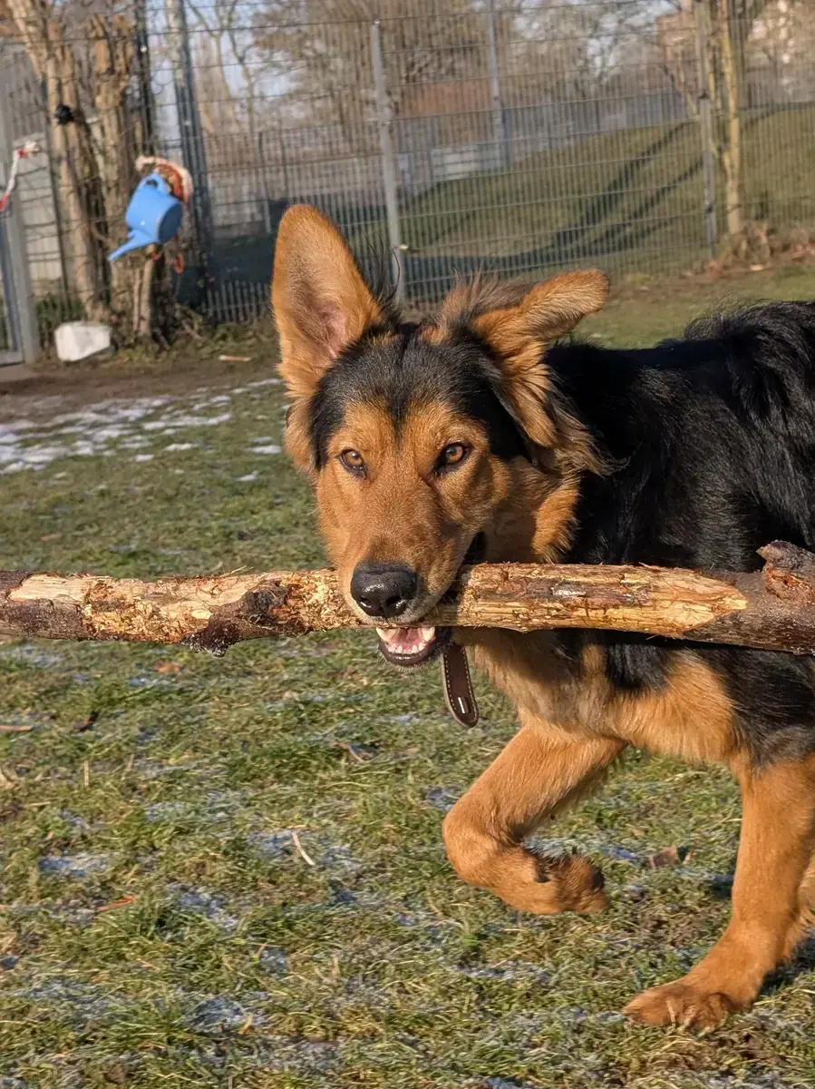Joschi - Deutscher Schäferhund - Bild 4