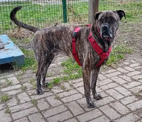 Inspector Barnaby - Deutscher Boxer - Bild 1
