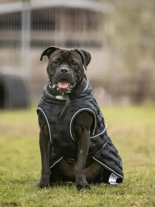 Major - American Staffordshire Terrier - Bild 1