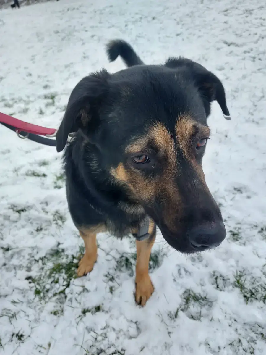 Baghira - Deutscher Schäferhund - Bild 6