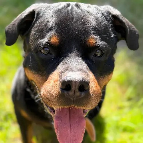 Eros - Rottweiler - Bild 1
