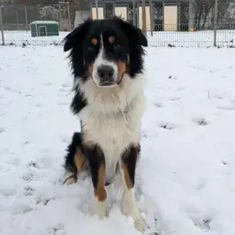 Samu - Australian Shepherd - Bild 5