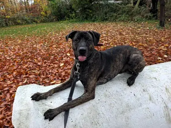 Flash - Deutscher Schäferhund - Bild 1